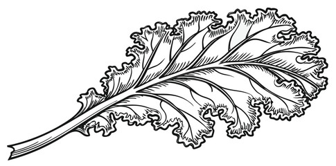Intricate Hand-Drawn Kale Leaf Illustration – Vintage Botanical Line Art