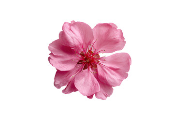 Fototapeta premium 3D Render a pink flower is shown on a white background