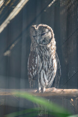 動物園の動物