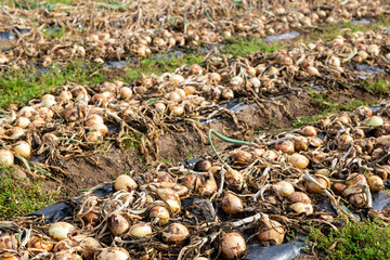 Freshly picked onion drying on black plastic film on field at vegetable farm