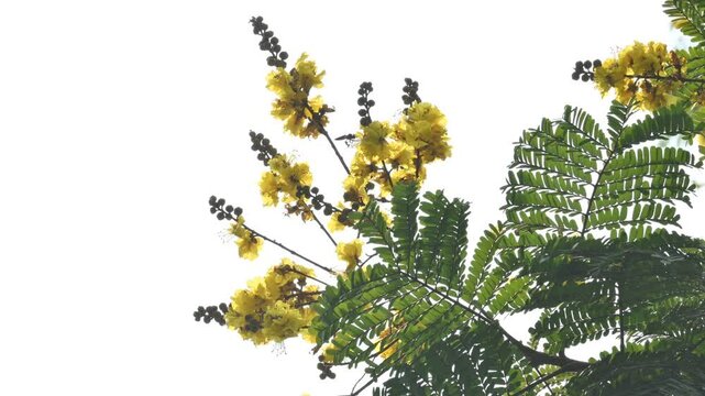 Peltophorum pterocarpum flower. Its other names copperpod,&nbsp;yellow flamboyant,&nbsp;yellow flametree,&nbsp;yellow poinciana and&nbsp;yellow flame. This &nbsp;is a species of&nbsp;Peltophorum. 
