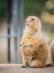 動物園の動物