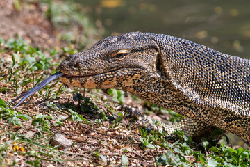 Asian Water Monitor lizard (Varanus salvator) in lake at Lumphini Park, Bangkok, Thailand. Walking, Looking at camera, tongue extended. 
