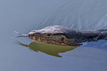 Asian Water Monitor lizard (Varanus salvator) swimming in the lake at Lumphini Park, Bangkok, Thailand. Head above water, tongue extended. 
