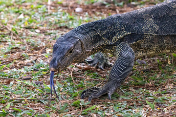 Asian Water Monitor lizard (Varanus salvator) in lake at Lumphini Park, Bangkok, Thailand. Walking, Looking at camera, tongue extended. 
