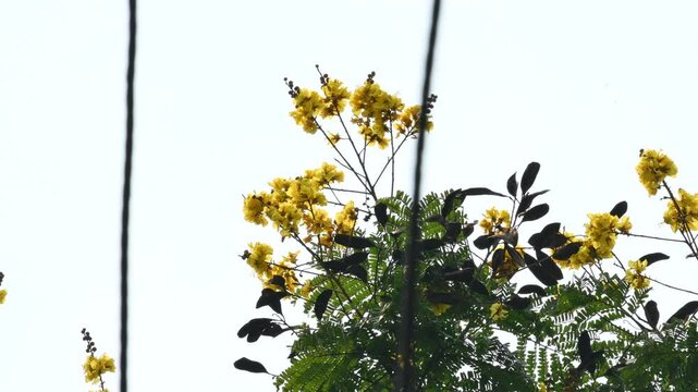 Peltophorum pterocarpum flower. Its other names copperpod,&nbsp;yellow flamboyant,&nbsp;yellow flametree,&nbsp;yellow poinciana and&nbsp;yellow flame. This &nbsp;is a species of&nbsp;Peltophorum. 
