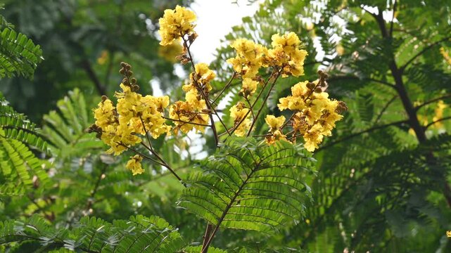 Peltophorum pterocarpum flower. Its other names copperpod,&nbsp;yellow flamboyant,&nbsp;yellow flametree,&nbsp;yellow poinciana and&nbsp;yellow flame. This &nbsp;is a species of&nbsp;Peltophorum. 
