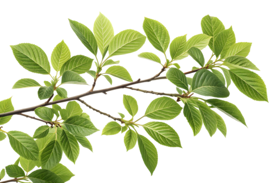 Green leafy branch with serrated oval leaves arranged alternately on brown woody stems against white background, natural foliage.