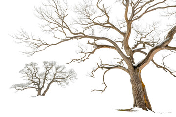 Bare winter trees with intricate branching patterns standing in snow-covered landscape under overcast sky, showing dormant seasonal state.