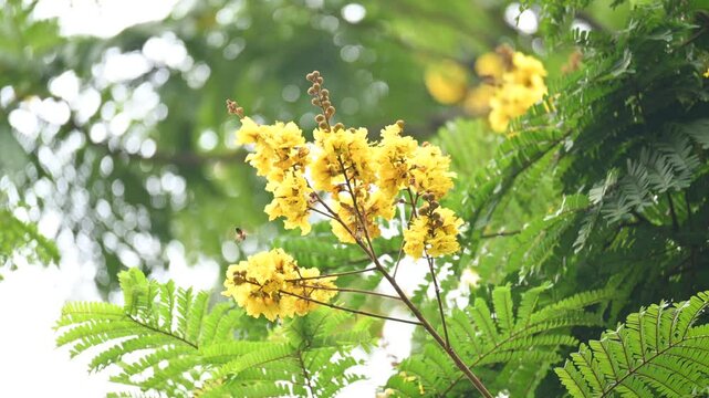 Peltophorum pterocarpum flower. Its other names copperpod,&nbsp;yellow flamboyant,&nbsp;yellow flametree,&nbsp;yellow poinciana and&nbsp;yellow flame. This &nbsp;is a species of&nbsp;Peltophorum. 
