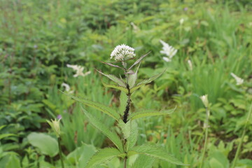白馬 小遠見山の風景。白馬五竜高山植物園。ヨツバヒヨドリ