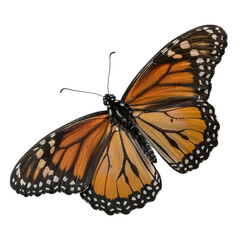 Monarch butterfly isolated on black background detailed macro photo png isolated on transparent background