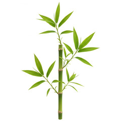 Fototapeta premium A vibrant green bamboo stalk with lush leaves isolated on transparent background