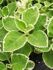 Macro diagonal view of lush variegated Indian borage plants with bright green leaves and creamy...