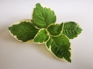 Top view of variegated Indian borage leaves with green and creamy white margins on a white background. Perfect for herbal designs, natural products, and organic themes.