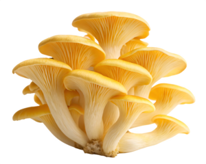 Cluster of bright yellow golden oyster mushrooms pleurotus citrinopileatus with delicate gills against a black background isolated on a transparent background
