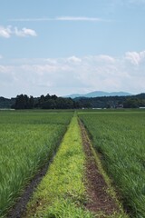 日本の農村の風景