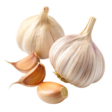 Two whole garlic bulbs and cloves isolated on transparent background