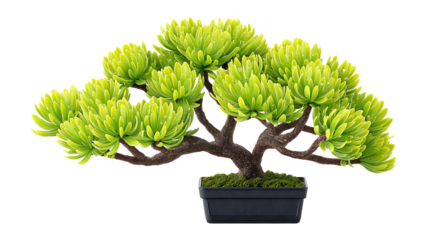 Green Bonsai Tree In Black Pot On White Background