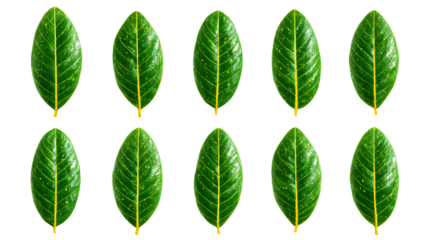 Green Leaves with Yellow Spots on Black Background