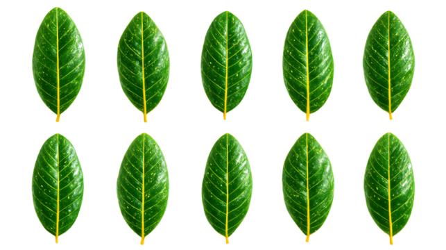 Green Leaves with Yellow Spots on Black Background