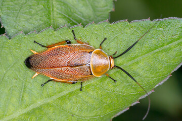Australian native cockroach sitting on a green leaf