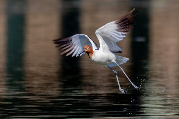 Wading Bird in Mid-Flight with Wings Spread - Red-necked Avocet (Recurvirostra novaehollandiae)
