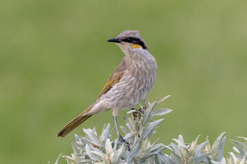 Singing Honeyeater Perched Against Green Background