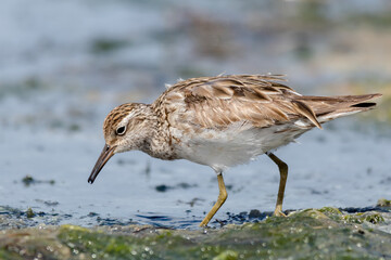 Sharp-Tailed Sandpiper Foraging in Shallow Water (Calidris acuminata)