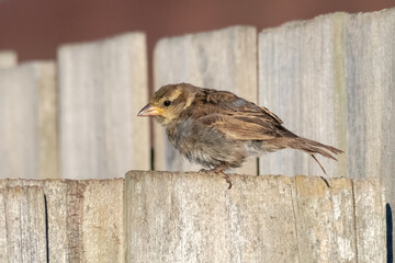 Juvenile House Sparrow Perched on Wooden Fence
