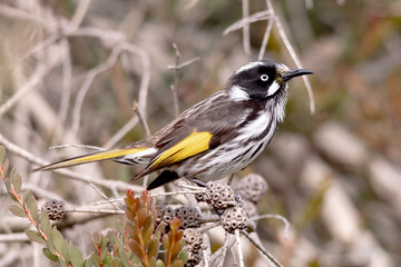 Australian Honeyeater in Native Bush Habitat