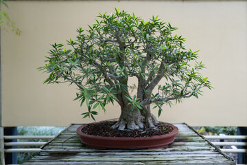 Close-up of a mature bonsai tree in a shallow pot on a weathered wooden table. The background is...