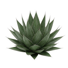 Fototapeta premium A detailed green agave plant with sharp pointed leaves arranged in a rosette pattern isolated on transparent background