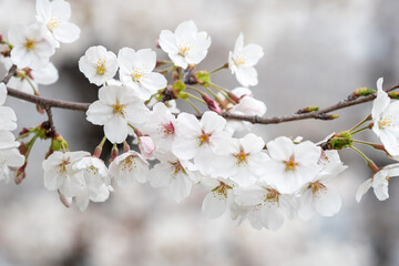 cherry blossoms