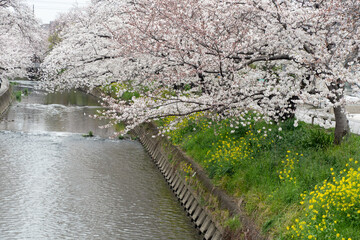 Fototapeta premium cherry blossoms with canola flower