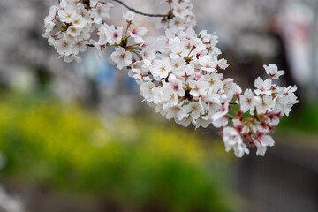 cherry blossoms