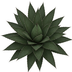 A detailed top view of a green agave plant with sharp serrated edges isolated on transparent background