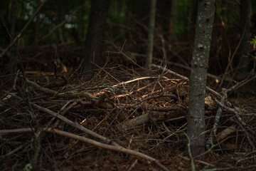 Sunlight in a forest