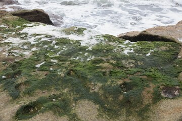 Green beside the sea
