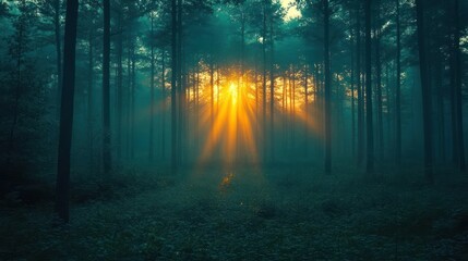 Fototapeta premium sun rays in the forest