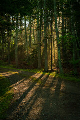 Obraz premium Sun shining in the forest