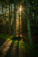 Sun shining in the forest