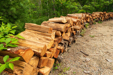 Piles of cut firewood