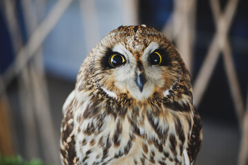 Eagle Owl with golden eyes is Beautiful