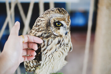 Eagle Owl with golden eyes is Beautiful
