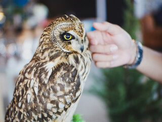 Eagle Owl with golden eyes is Beautiful