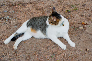 Cat in the street, white young cute kitten. White cat outside.