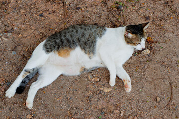 Cat in the street, white young cute kitten. White cat outside.