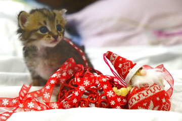 Christmas decorations, baubles, knick knack toys and funny tabby kitten. Happy New Year and Merry...