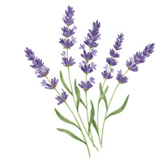Naklejka premium Hand drawn watercolor illustration of purple lavender flowers with green stems isolated on a transparent background, png, cutout
